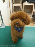 RANKIN DOG/��...