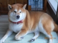 Ƽץƥmomo