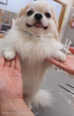 Ƽץƥmomo