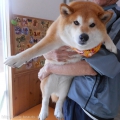 Ƽץƥmomo