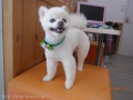 Ƽץƥmomo
