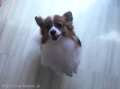 Ƽץƥmomo