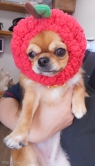 Ƽץƥmomo
