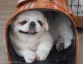 Ƽץƥmomo