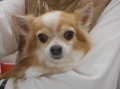Ƽץƥmomo