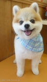 Ƽץƥmomo