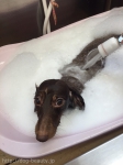 DogsalonOHANA