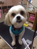 ƼDear Dogs