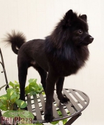 Petplaza ペットプラザ高槻城西店 ペットプラザタカツキジョウサイ ペットサロン ペット美容室検索ドッグビューティー