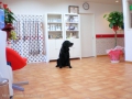 Dog Care House Motomachi