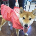 Уţԡ̣ɣƣ