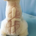 Private dog salon Υȥꥨ