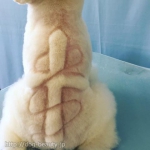 Private dog salon Υȥꥨ