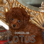 DOG SALON LOTUS