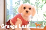 ڥåȥOrange Leaf