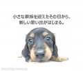 DOG ASIL