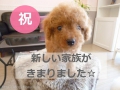 DOG ASIL