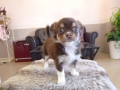 DOG ASIL