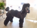 DOG ASIL