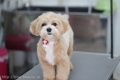 DOG ASIL