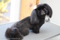 DOG ASIL