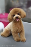 DOG ASIL
