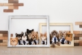 DOG ASIL
