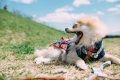 DOG ASIL