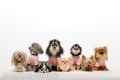 DOG ASIL