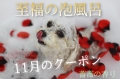 DOG ASIL