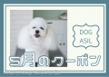 DOG ASIL
