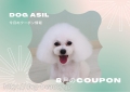 DOG ASIL