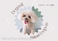 DOG ASIL
