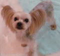 marks-dog