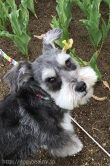 marks-dog