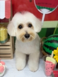 �ߥå������������å�