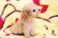 Dog salonNatural House