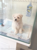 Dog salonNatural House