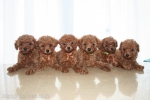ͭ²A HAPPY DOG LIFE