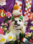 ǯ̥ݥ