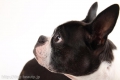 Dogsalon nanny