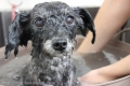 Dogsalon nanny