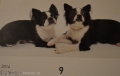 Dogsalon nanny