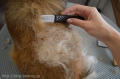 Dogsalon nanny