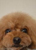 Dogsalon nanny