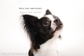 Dogsalon nanny