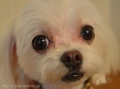 Dogsalon nanny