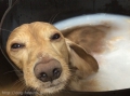 Dogsalon nanny