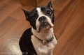 Dogsalon nanny