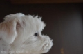 Dogsalon nanny